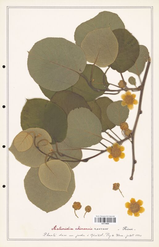 Actinidia chinensis  (Actinidiacees)