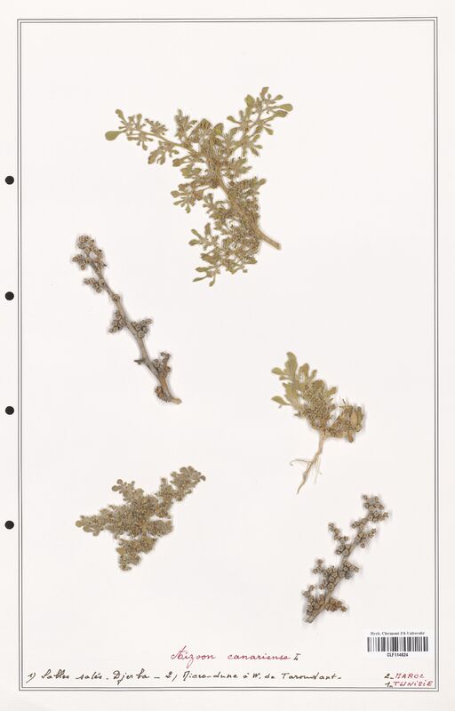 Aizoon canariensa  (Aizoacees)