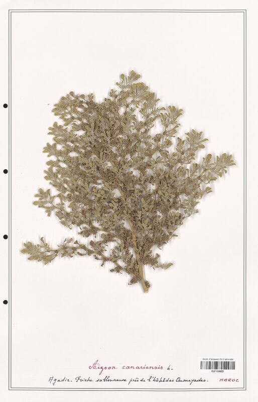 Aizoon canariensis  (Aizoacees)