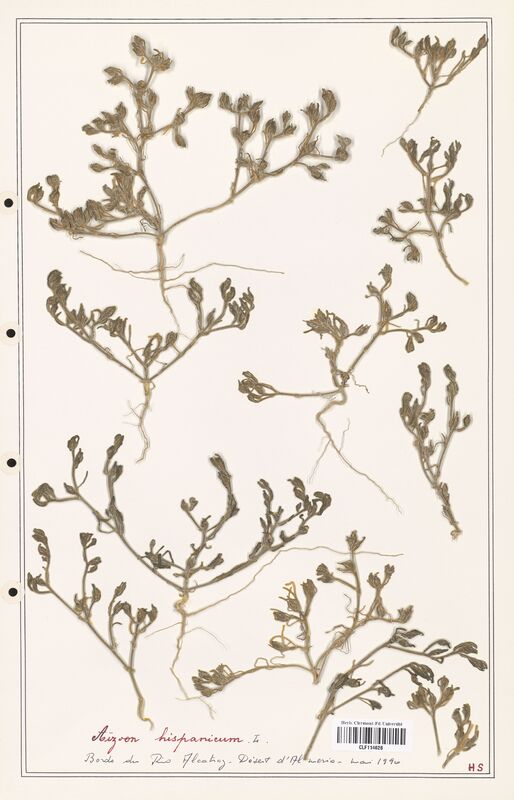 Aizoon hispanicum  (Aizoacees)