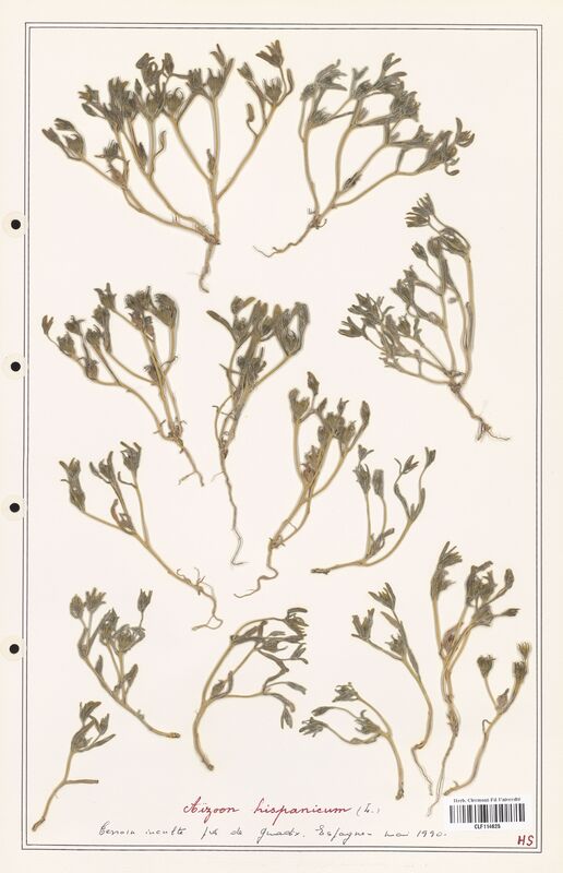 Aizoon hispanicum  (Aizoacees)