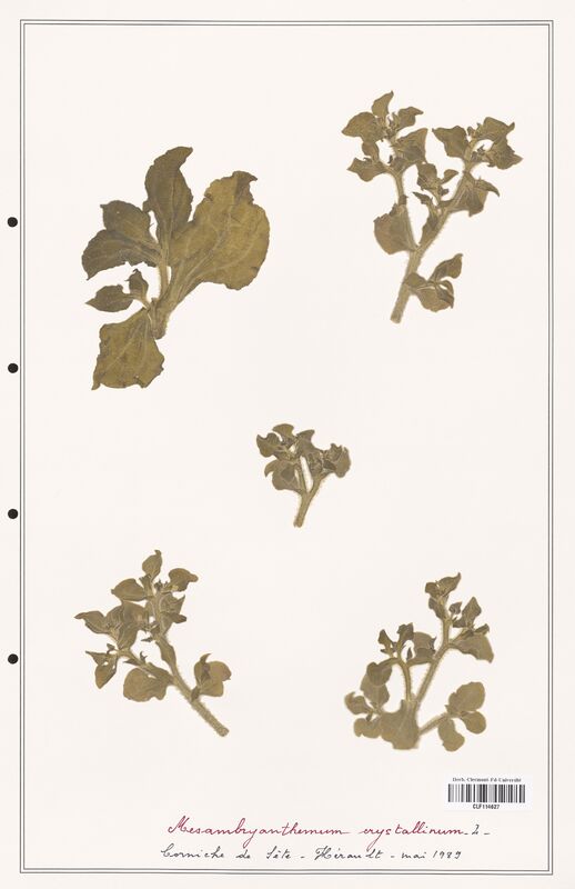 Mesambryanthemum crystallinum  (Aizoacees)