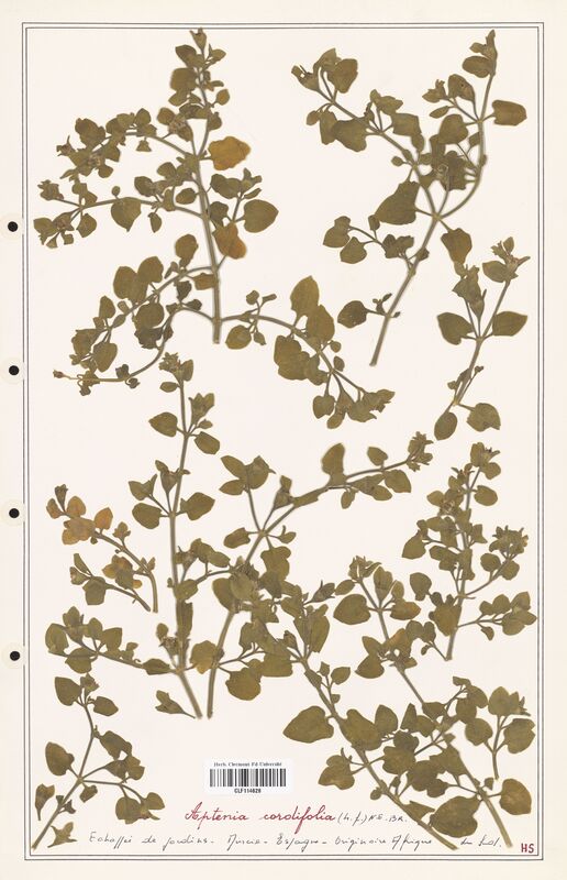 Aptenia cordifolia  (Aizoacees)