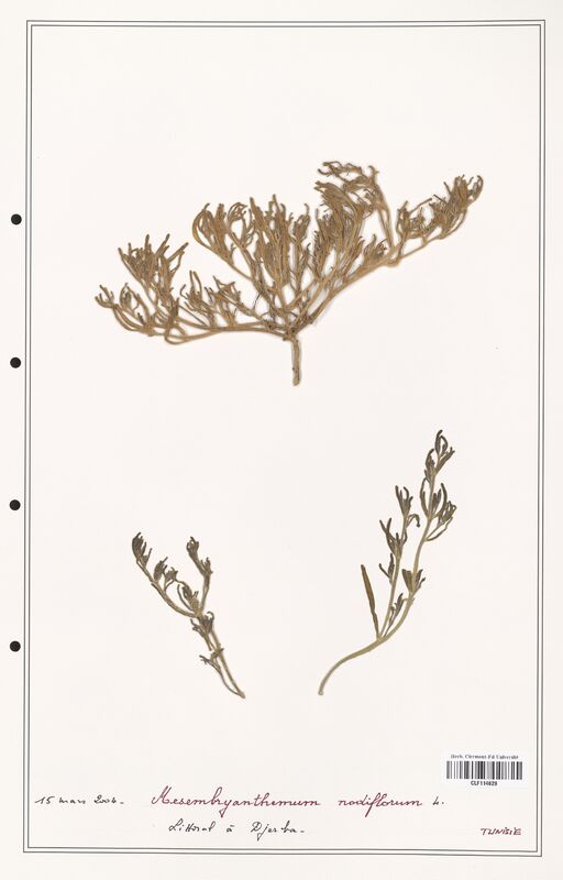 Mesambryanthemum nodiflorum  (Aizoacees)