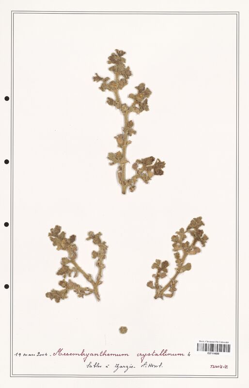 Mesambryanthemum crystallinum  (Aizoacees)