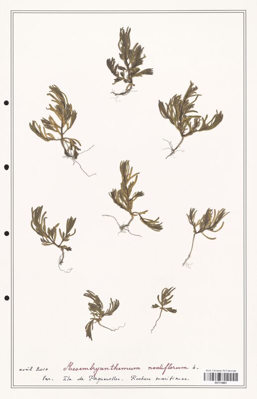 Mesambryanthemum nodiflorum  (Aizoacees)