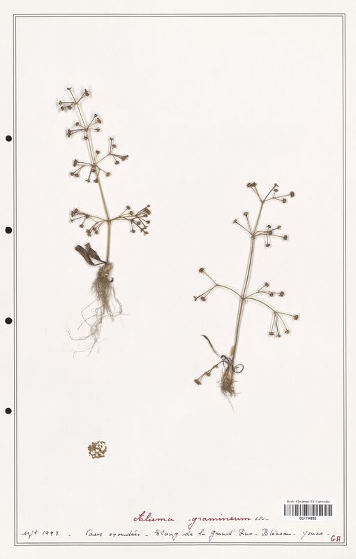 Alisma gramineum  (Alismacees)