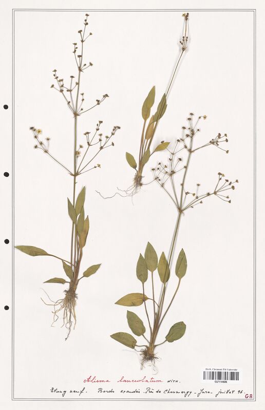 Alisma lanceolatum  (Alismacees)