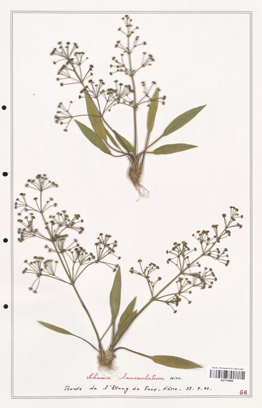 Alisma lanceolatum  (Alismacees)