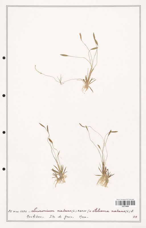 Alisma natans  (Alismacees)