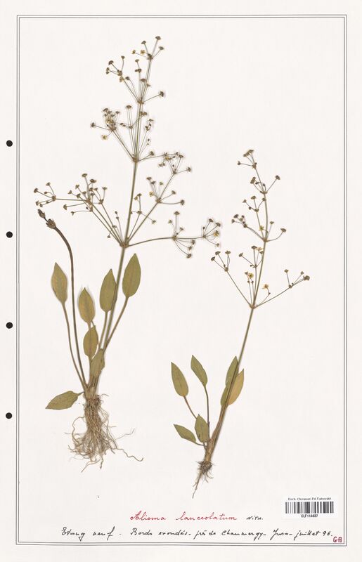 Alisma lanceolatum  (Alismacees)