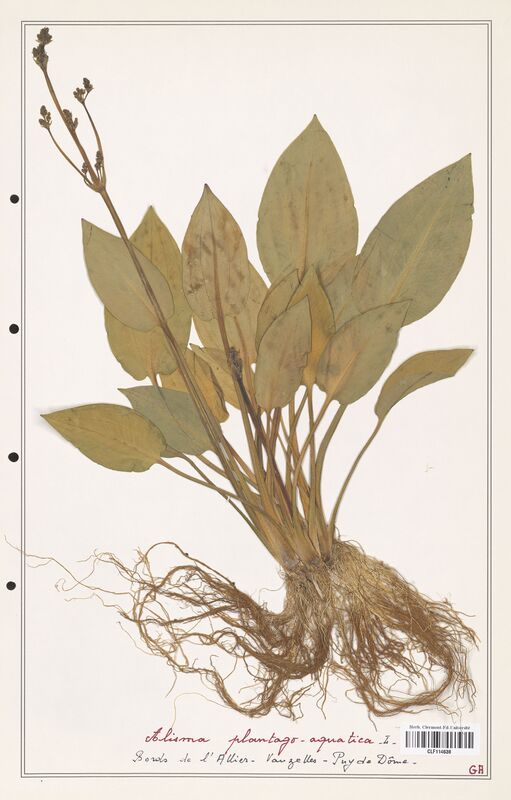 Alisma plantago_aquatica  (Alismacees)