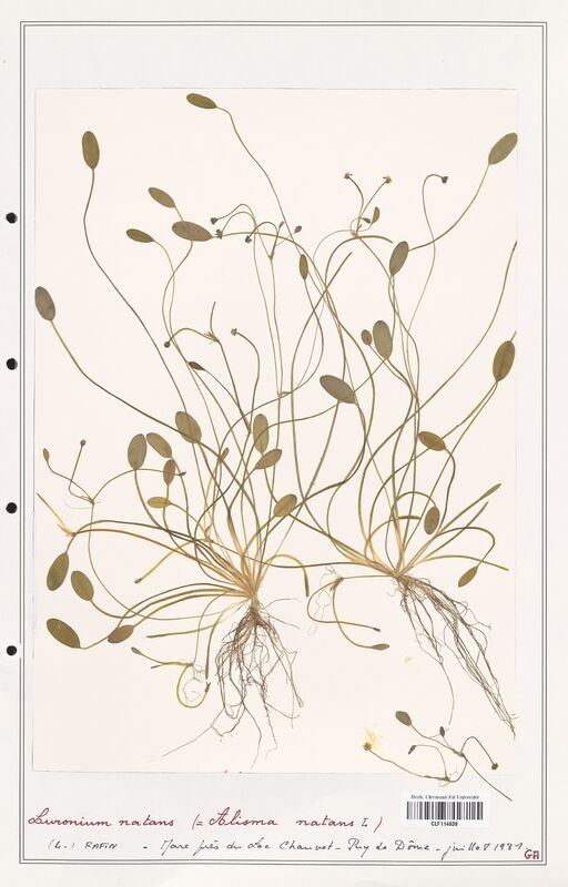 Alisma natans  (Alismacees)