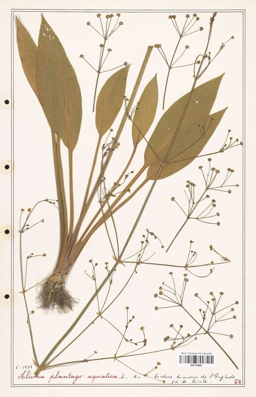 Alisma plantago_aquatica  (Alismacees)