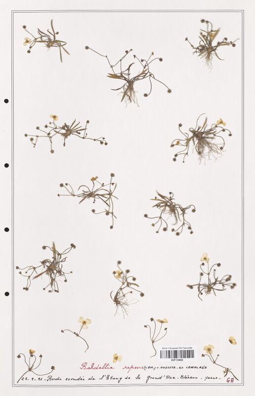 Baldellia repens  (Alismataceae)