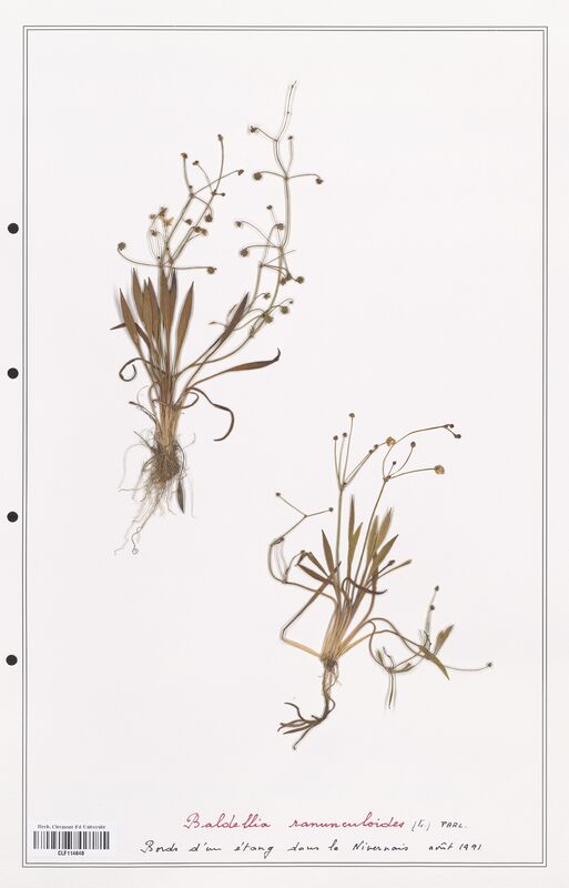 Baldellia ranunculoides  (Alismataceae)