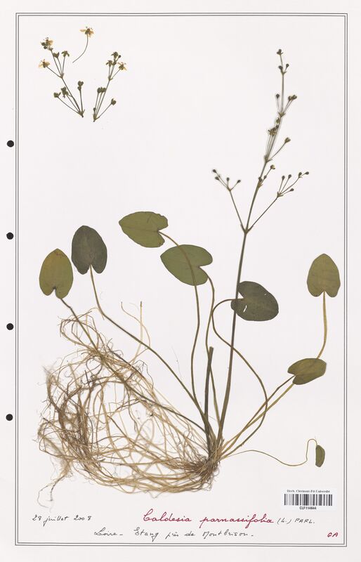 Caldesia parnassifolia  (Alismataceae)