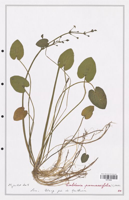 Caldesia parnassifolia  (Alismataceae)