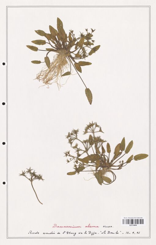 Damasonium alisma  (Alismataceae)