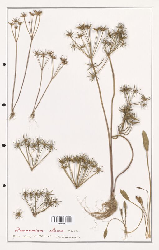 Damasonium alisma  (Alismataceae)