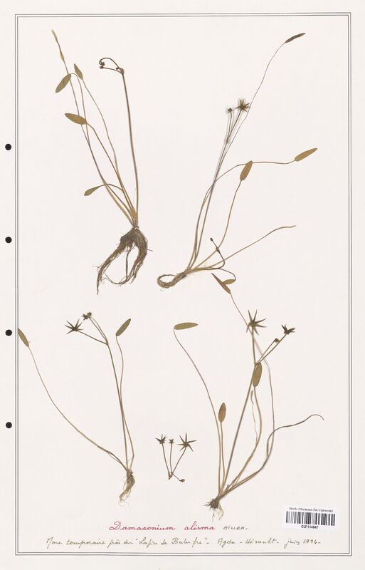 Damasonium alisma  (Alismataceae)