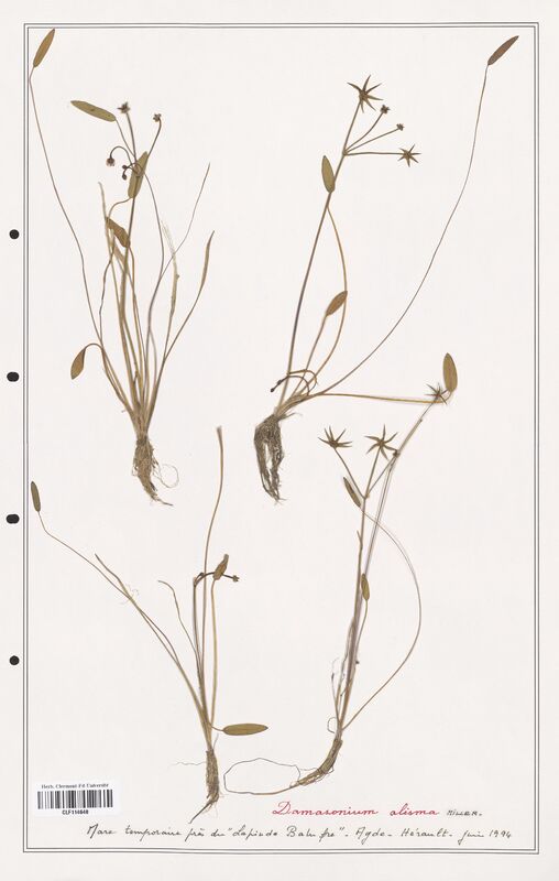 Damasonium alisma  (Alismataceae)