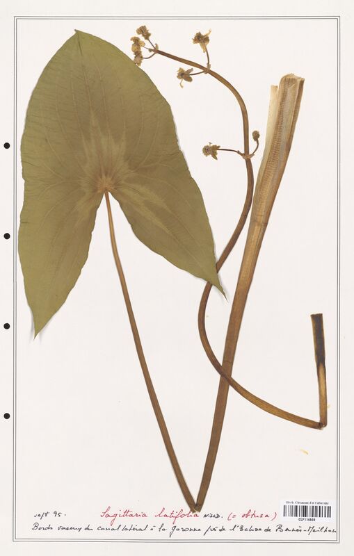 Sagittaria latifolia  (Alismataceae)