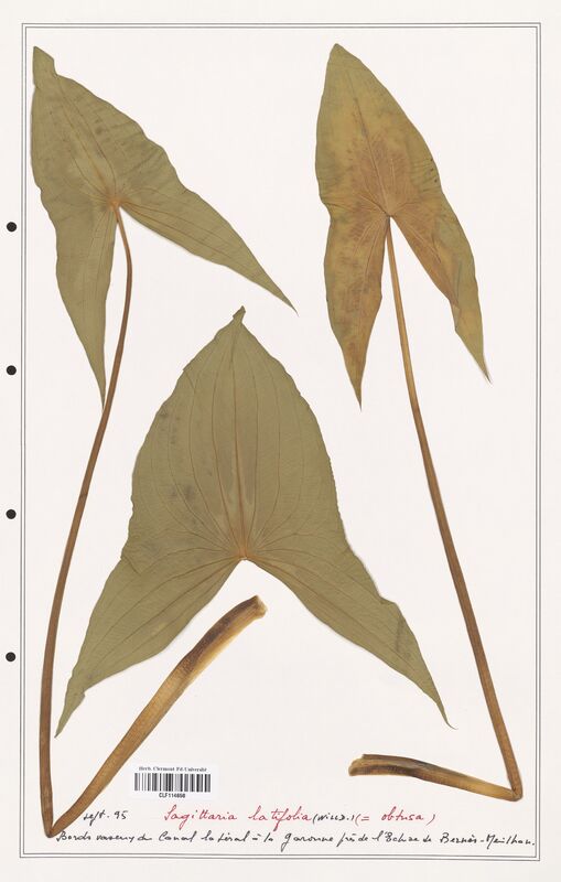 Sagittaria latifolia  (Alismataceae)