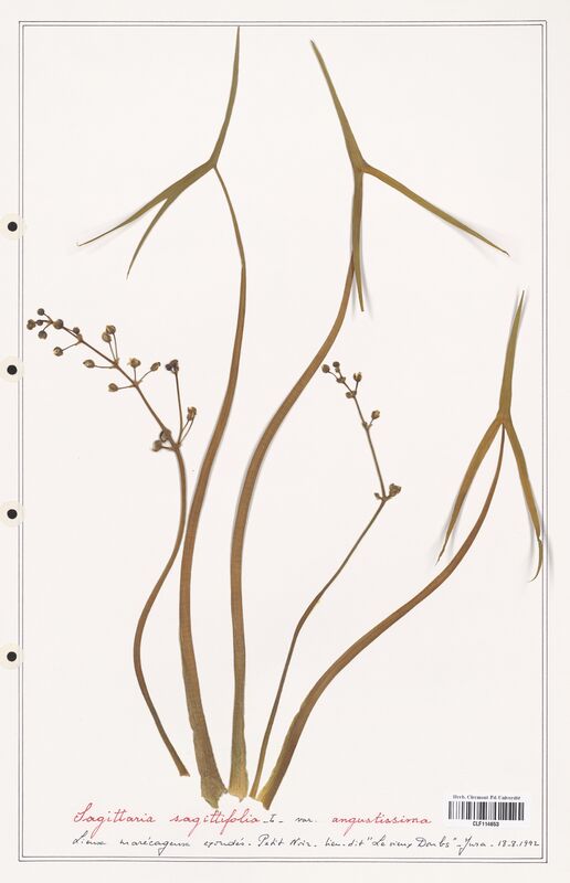 Sagittaria sagittifolia  (Alismataceae)