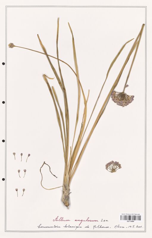 Allium angulosum  (Alliacees)