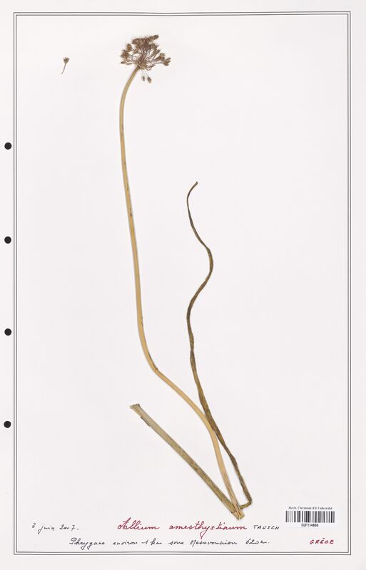 Allium amesthystinum  (Alliacees)