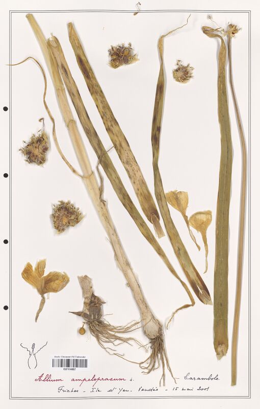 Allium ampeloprasum  (Alliacees)