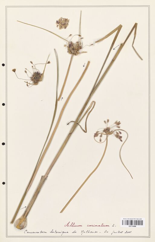 Allium carinatum  (Alliacees)