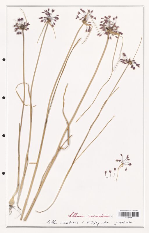 Allium carinatum  (Alliacees)