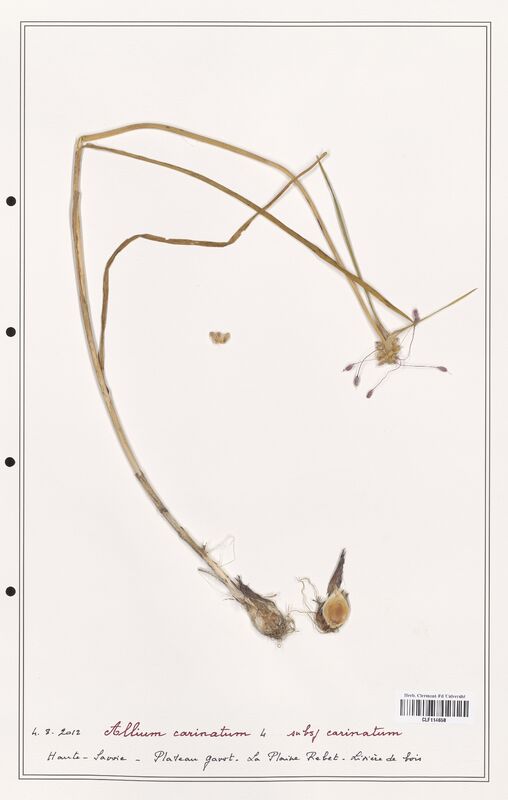 Allium carinatum  (Alliacees)