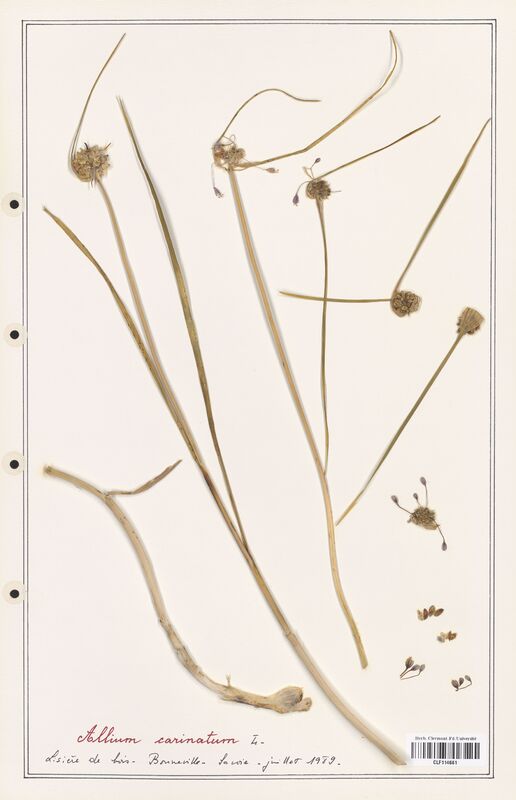 Allium carinatum  (Alliacees)