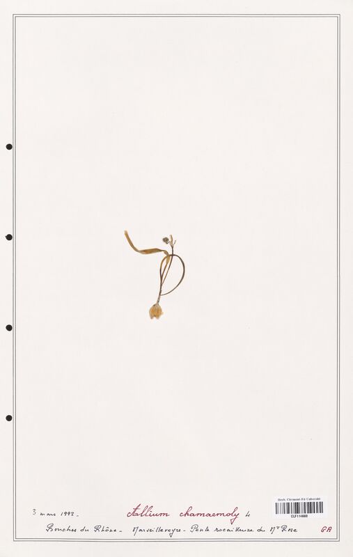 Allium chamaemoly  (Alliacees)