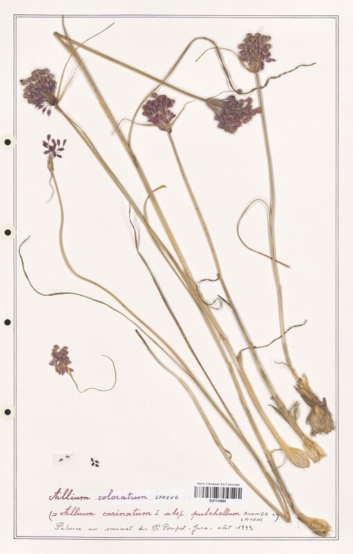 Allium coloratum  (Alliacees)