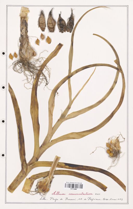 Allium commutatum  (Alliacees)