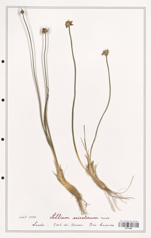 Allium ericetorum  (Alliacees)