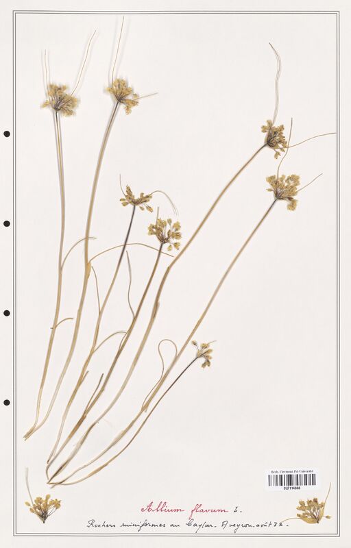 Allium flavum  (Alliacees)