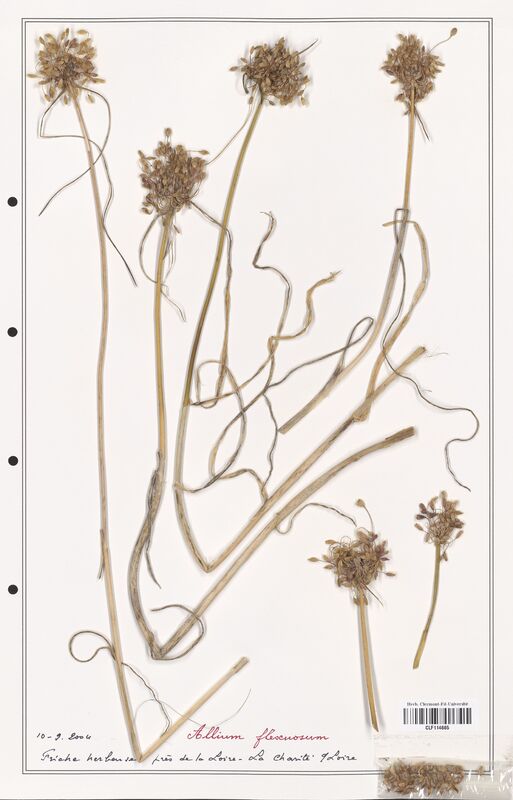 Allium flescuosum  (Alliacees)