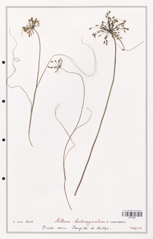 Allium hirtovaginatum  (Alliacees)