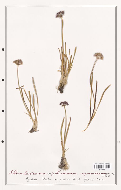 Allium lusitanicum  (Alliacees)