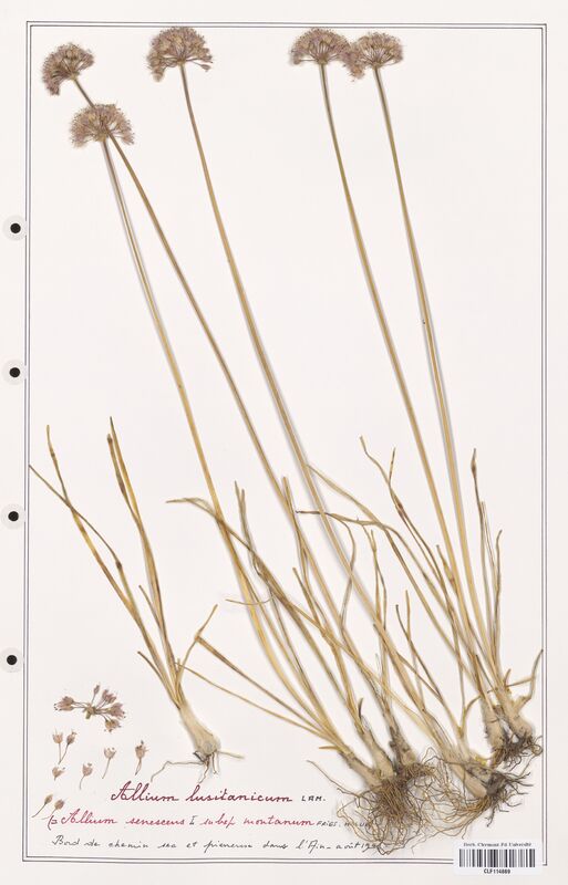 Allium lusitanicum  (Alliacees)