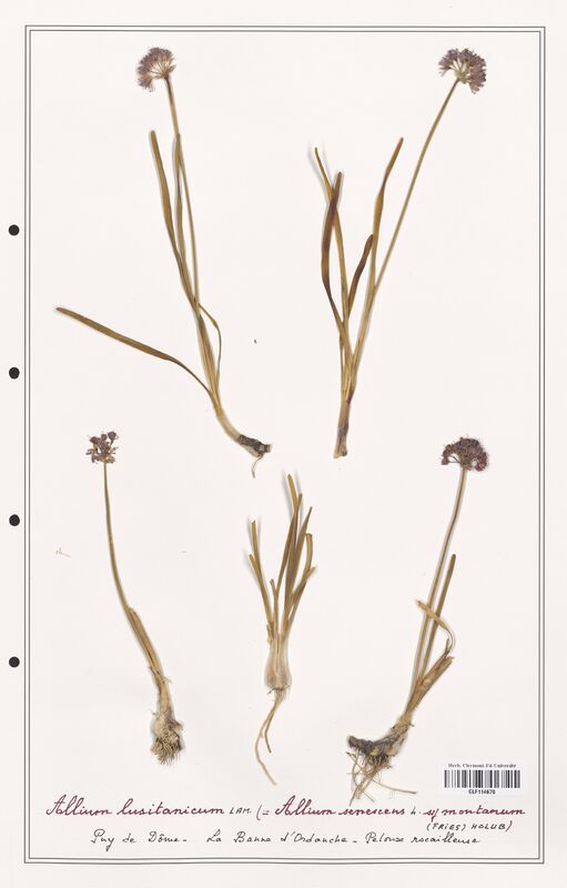 Allium lusitanicum  (Alliacees)