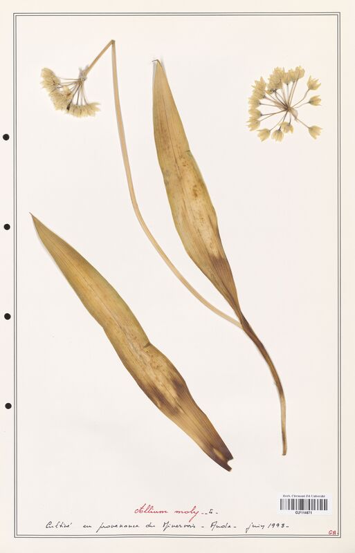 Allium moly  (Alliacees)