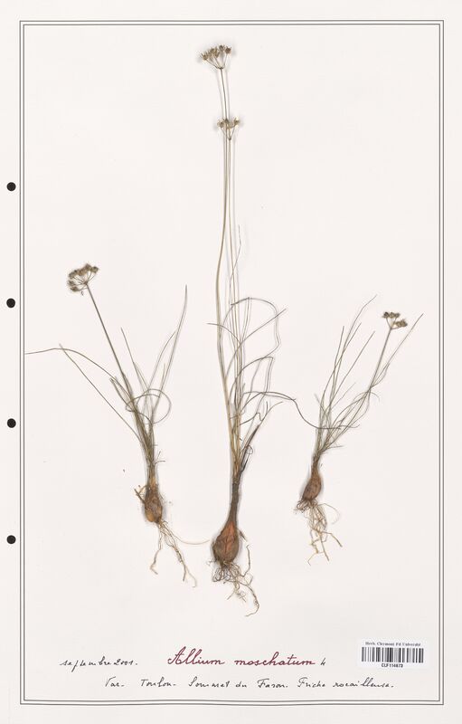 Allium moschatum  (Alliacees)