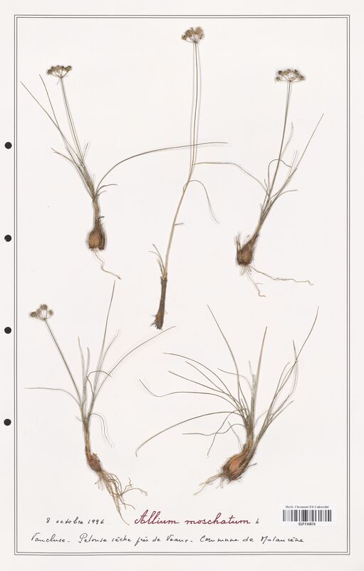 Allium moschatum  (Alliacees)