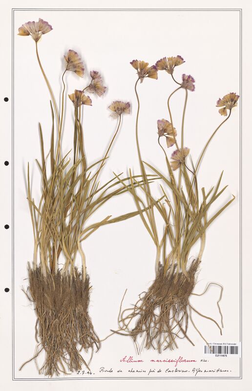 Allium narcissiflorum  (Alliacees)